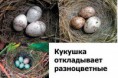/album/fotogaleria-svet-okolo-nas-po-rusky/a1256635492-21-jpg1/