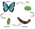 /album/fotogaleria-svet-okolo-nas-po-rusky/butterflies-lifecircle-png1/